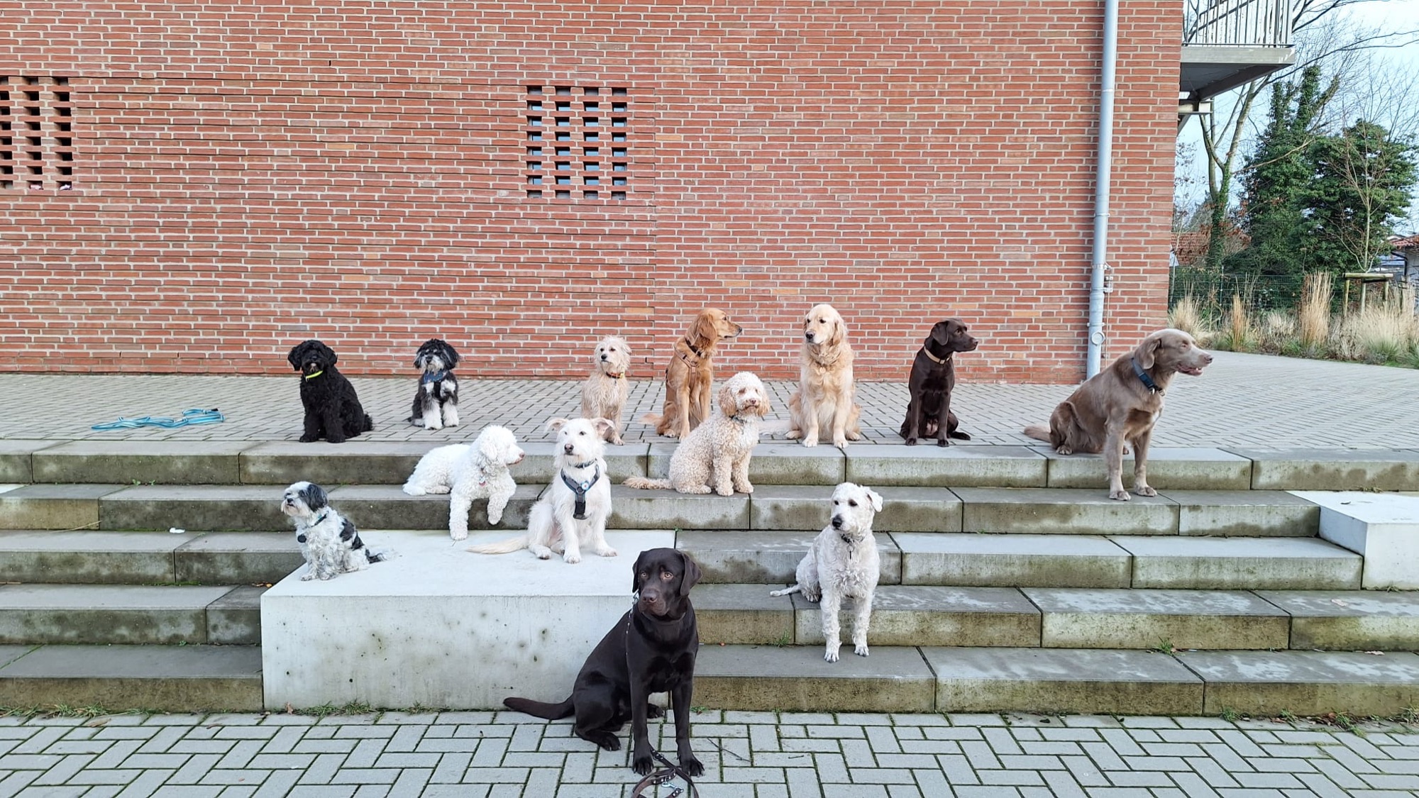 Eine Gruppe unterschiedlicher Hunde sitzt gemeinsam auf breiten Stufen