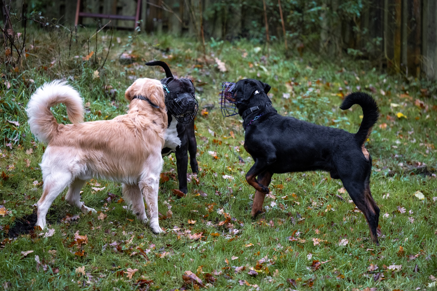 Vier Hunde begegnen sich kontrolliert in einem geschützten Rahmen